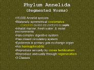 Phylum Annelida (Segmented Worms)