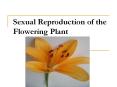 Sexual Reproduction of the Flowering Plant PowerPoint PPT Presentation