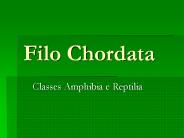 Filo Chordata