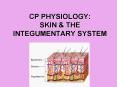 CP PHYSIOLOGY: SKIN PowerPoint PPT Presentation