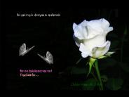 Bir sairin siir d