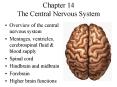 Chapter 14 The Central Nervous System PowerPoint PPT Presentation