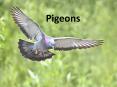 Pigeons PowerPoint PPT Presentation
