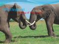 The Elephant PowerPoint PPT Presentation