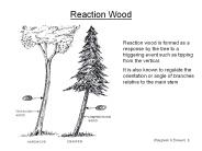 Reaction Wood