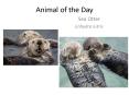 Animal of the Day PowerPoint PPT Presentation