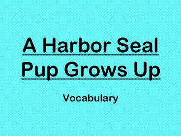 A Harbor Seal Pup Grows Up