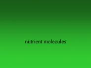 nutrient molecules