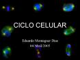 CICLO CELULAR PowerPoint PPT Presentation