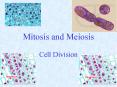 Mitosis and Meiosis PowerPoint PPT Presentation
