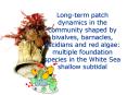 Long-term patch dynamics in the community shaped by bivalves, barnacles, ascidians and red algae: multiple foundation species in the White Sea shallow subtidal PowerPoint PPT Presentation