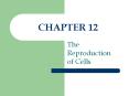 The Reproduction of Cells PowerPoint PPT Presentation
