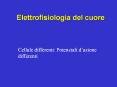 Elettrofisiologia del cuore PowerPoint PPT Presentation