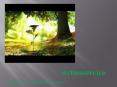 Green Tree Service PowerPoint PPT Presentation