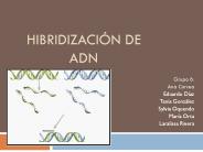HIBRIDIZACI
