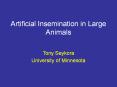 Artificial Insemination in Large Animals PowerPoint PPT Presentation