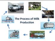 The Process of Milk Production