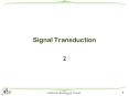 Signal Transduction PowerPoint PPT Presentation