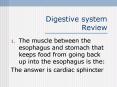 Digestive system Review PowerPoint PPT Presentation