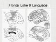 Frontal Lobe PowerPoint PPT Presentation