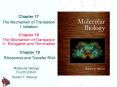 Molecular Biology Fourth Edition PowerPoint PPT Presentation