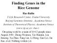 Finding Genes in the Rice Genome PowerPoint PPT Presentation