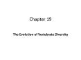 The Evolution of Vertebrate Diversity PowerPoint PPT Presentation