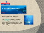 Maduro Dive - Diving vacation packages