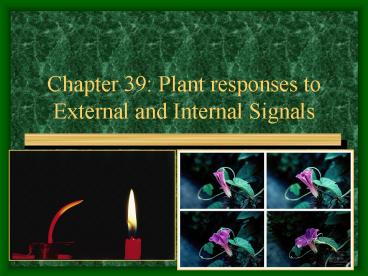 Chapter 39: Plant responses to External and Internal Signals