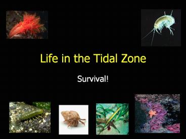 Life in the Tidal Zone