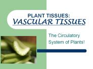 PLANT TISSUES: VASCULAR TISSUES