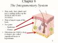 Chapter 6 The Integumentary System PowerPoint PPT Presentation