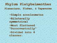Phylum Platyhelmenthes Planarians, Flukes,
