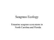 Seagrass Ecology