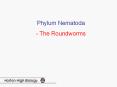 Phylum Nematoda PowerPoint PPT Presentation