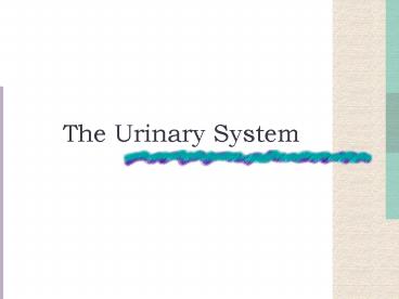 The Urinary System