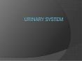 Urinary System PowerPoint PPT Presentation
