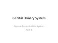 Genital Urinary System PowerPoint PPT Presentation