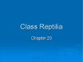 Class Reptilia PowerPoint PPT Presentation