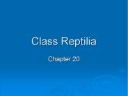 Class Reptilia