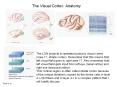 The Visual Cortex: Anatomy PowerPoint PPT Presentation