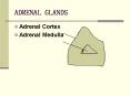 ADRENAL GLANDS PowerPoint PPT Presentation