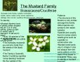 The Mustard Family Brassicacea/Cruciferae PowerPoint PPT Presentation