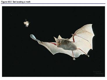 Figure 49.0 Bat locating a moth