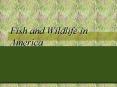 Fish and Wildlife in America PowerPoint PPT Presentation
