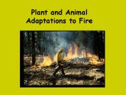 Plant and Animal Adaptations to Fire