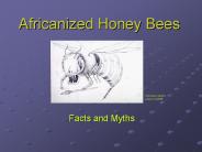 Africanized Honey Bees
