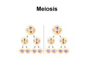 Meiosis