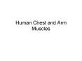 Human Chest and Arm Muscles PowerPoint PPT Presentation