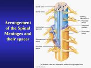 Arrangement of the Spinal Meninges and their spaces